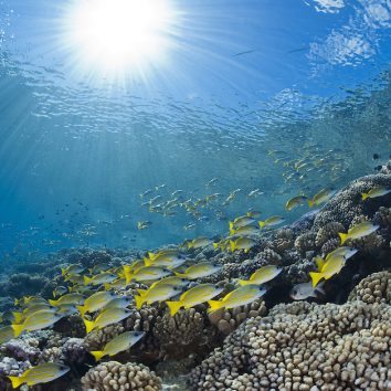 Coral Reef