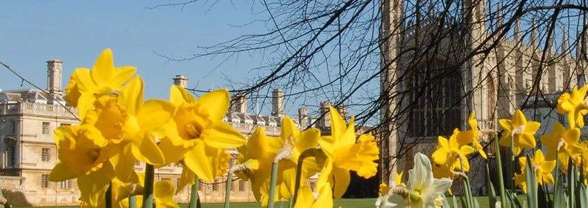 Daffodils